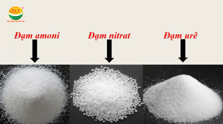 3 loại phân đạm phổ biến trên thị trường